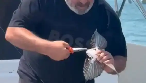 Saros Koyu'nda Nadir Kırlangıç Balığı Keşfedildi: Doğa Oyun İyi Oynamıyor!