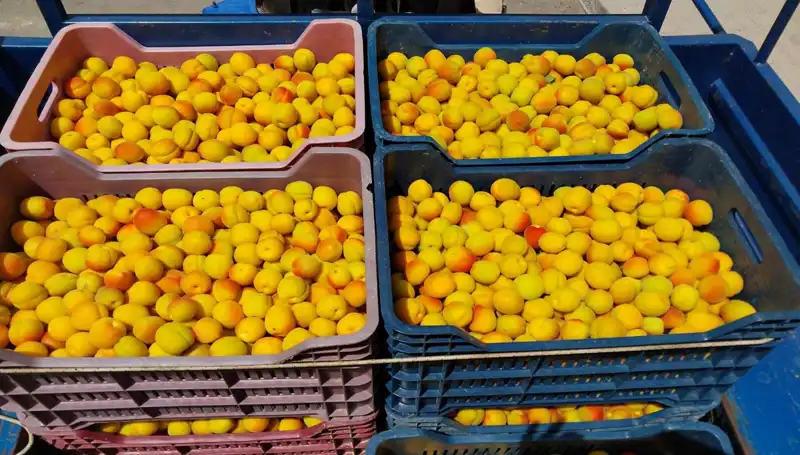 Tarımda Yeni Bir Dönem: İlk Hasat 500 TL'den Satışa Sunuldu
