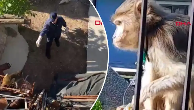 Muğla'da Maymun Kovalamacası: Mahalleli Neden Panikledi?
