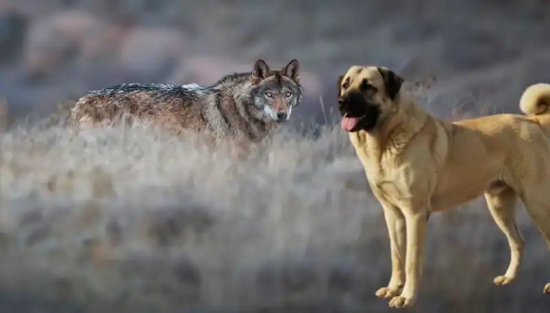 Kurt Popülasyonundaki Artış, Kangal Köpeğine Olan Talebi Hızla Yükseltiyor