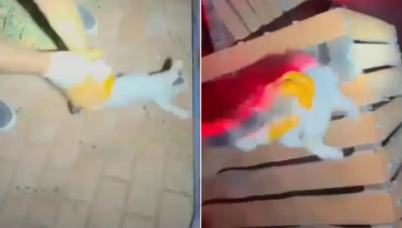 Gece Yarısı İtfaiye Operasyonuyla Kurtarılan Kedi: Felsefi Bir Bakış
