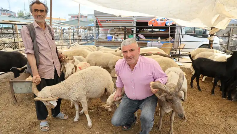 Kurban Pazarına Renk Katan 4 Boynuzlu Koçlar: Gelenek ve Farklılık