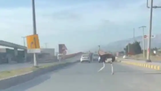 Trafikte Deve Kuşu Görenlerin Şaşkınlığı: Doğa ve Şehir Arasındaki Olay