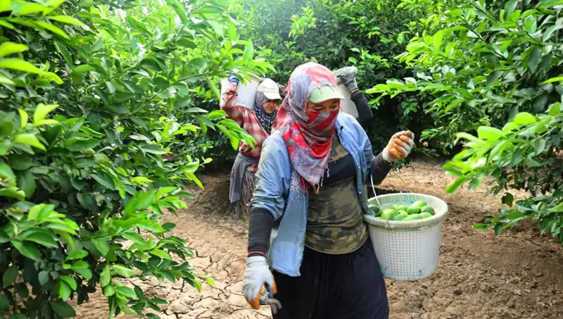 Hızla Yükselen Fiyatlar: Marketlerdeki 150 Lira Limiti Aşıldı!