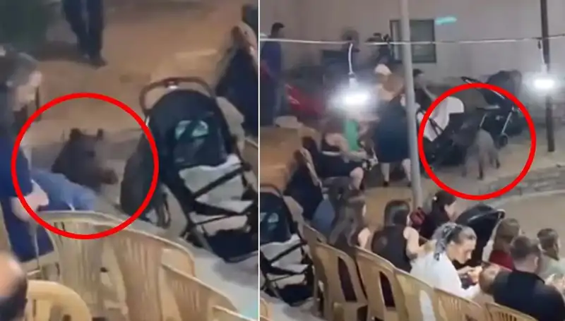 Yaban Domuzu Düğününe Dalınca Gelen Panik Anları