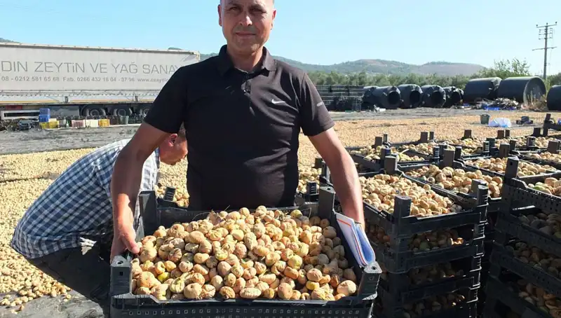 Balıkesir'de Felsefi Bir Yaklaşım: Hasat Yetiştiriciliği ve Küresel İhracat