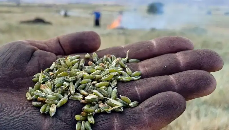 Firik Sezonu Açıldı: Damakta Eşsiz Bir Lezzet Yolculuğu