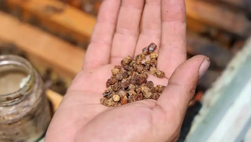 Eskiden Atılan Yiyecek, Şimdi Lüks Gıda Olma Yolunda: Protein Zengini Besin