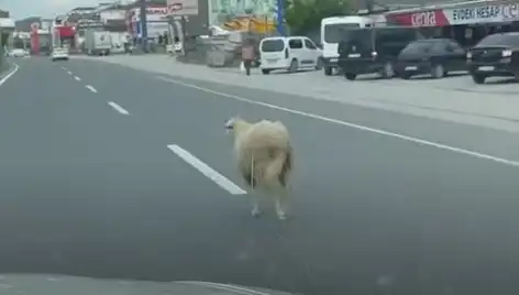 Yalova'da Kaçan Kurbanlıklar, Şehir İçi Trafiği Nasıl Altüst Etti?
