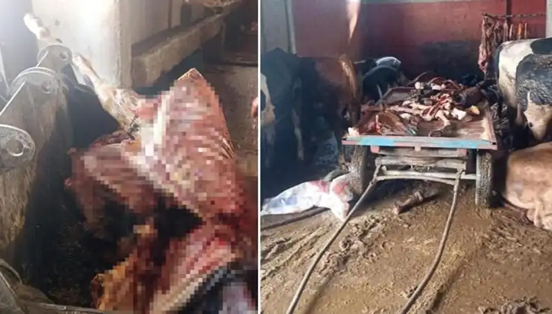 Adana’da At Eti Skandalı: 2,5 Ton At Eti Ele Geçirildi, 4 At Kurtarıldı
