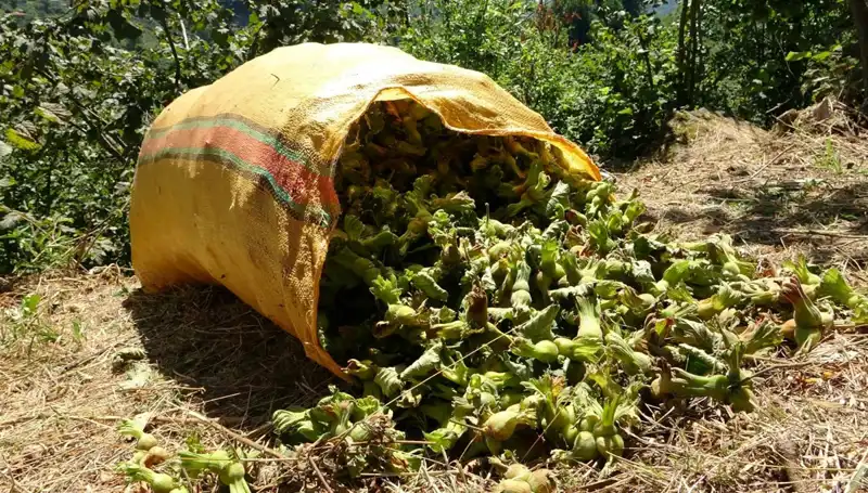 Giresun’da Fındık Hasadı: Tarımın Kalbi Üçüncü Yılında Harekete Geçti
